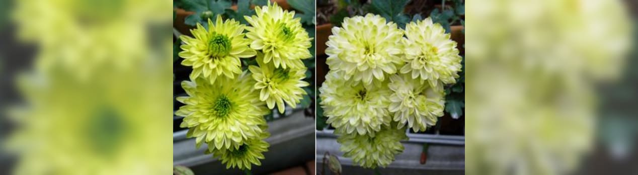 キクの花 黄緑色 草花好きのひとりごと