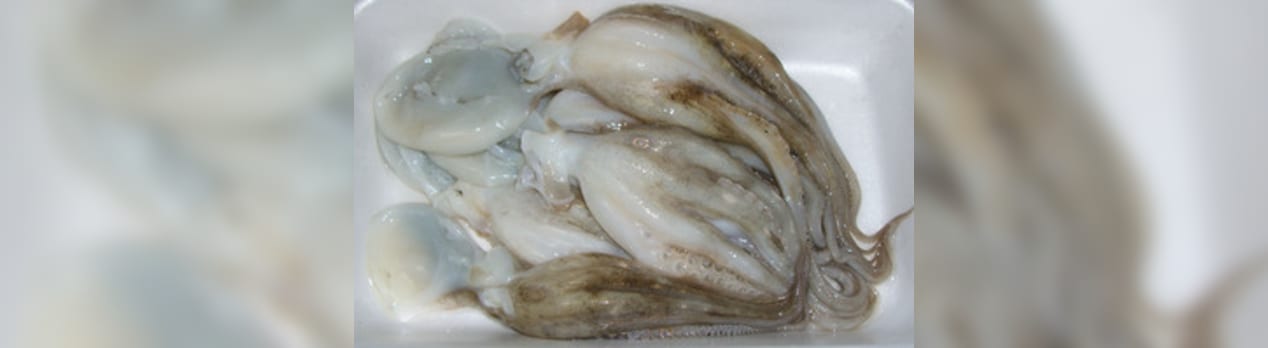 イイダコ 飯蛸 の下処理 寮管理人の呟き イイダコ 飯蛸 の下処理 寮管理人の呟き