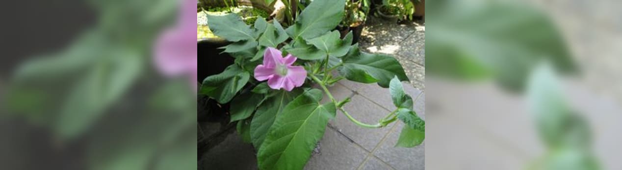 つるなし朝顔の花 草花好きのひとりごと