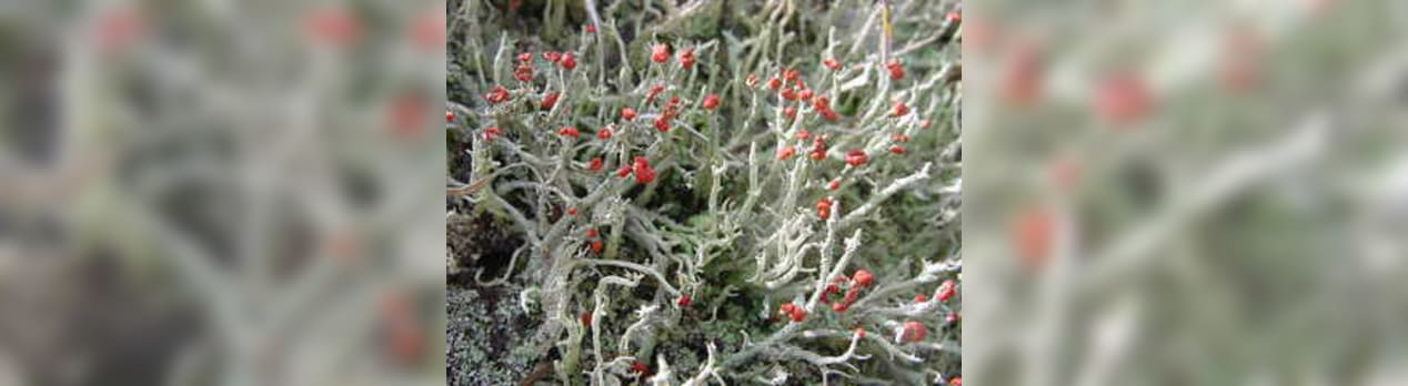 イオウゴケ 硫黄苔 の赤い胞子 Peaの植物図鑑 イオウゴケ 硫黄苔 の赤い胞子 Peaの植物図鑑