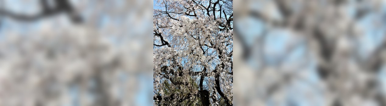 ２０２０ ４ ７ 菜園仕事 昼飯は小布施 Obuse花屋 雁田薬師の桜は満開 今日のころころこころ