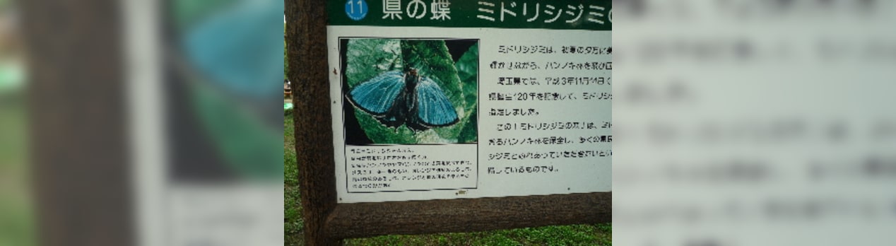 県の蝶 ミドリシジミを見る集い さいたま市 ださいたま 埼玉 彩の国 エッセイ