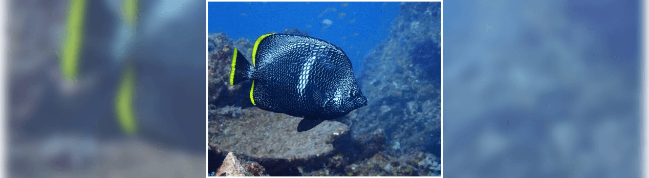 海の中の生き物たち ユウゼン フォトログ 海の中の生き物たち ユウゼン フォトログ