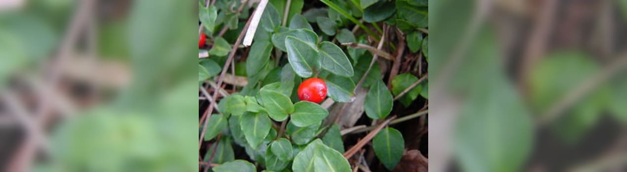 ツルアリドオシ 蔓蟻通し の赤い実 Peaの植物図鑑