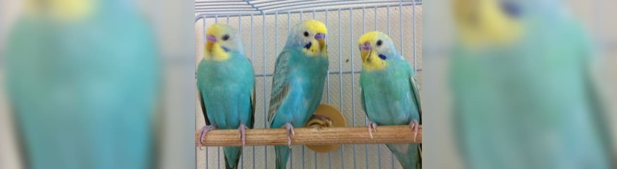 梅ちゃん 金ちゃん 月ちゃん インコ おこしやす