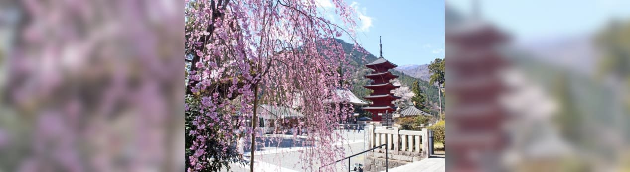 満開になった身延山久遠寺のしだれ桜を見に 写真で綴るすぎさんのブログ