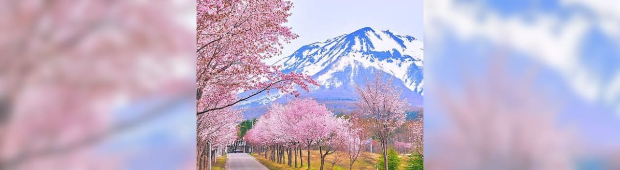 夢のまた夢 敷島の 大和心を 人問わば 朝日ににおう 山桜花 森羅万象 考える葦 インターネットは一つの小宇宙 想像 時には妄想まで翼を広げていきたい 夢のまた夢 敷島の 大和心を 人問わば 朝日ににおう 山桜花 森羅万象 考える葦 インターネットは一つの小宇宙 想像 時には妄想まで翼を広げていきたい