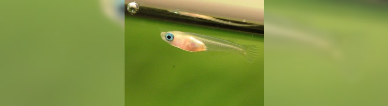 生後目の楊貴妃稚魚とミナミヌマエビの水合わせ方法 睡蓮の千夜一夜
