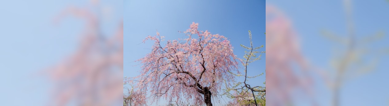 東谷山フルーツパーク しだれ桜まつり Osamuの写真記録