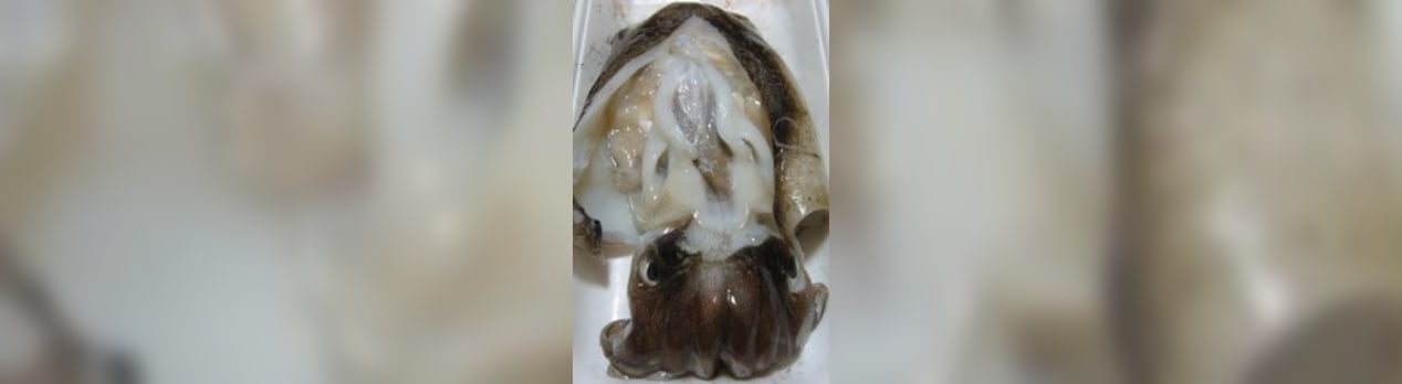 コウイカの味 寮管理人の呟き コウイカの味 寮管理人の呟き