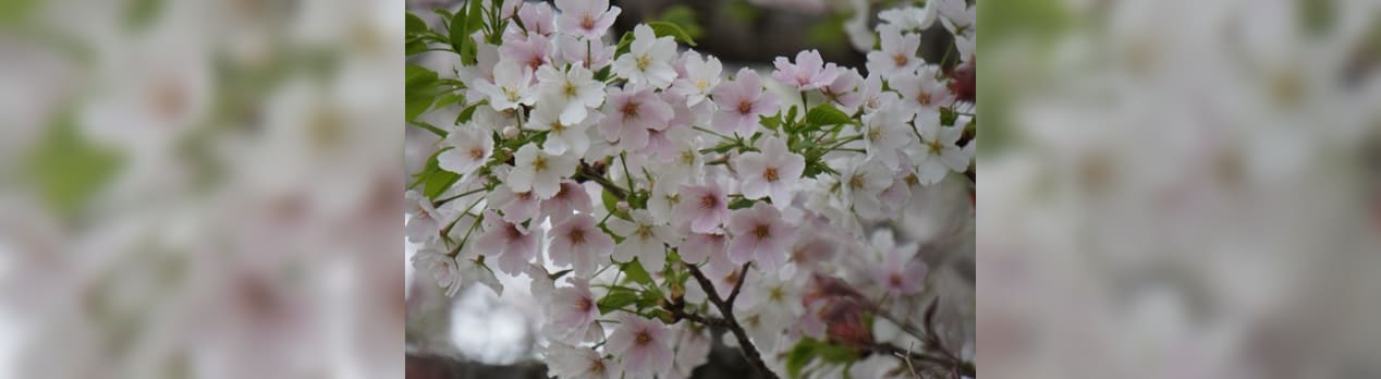 律宗 壬生寺の桜 明星桜 ちょいぶら日記