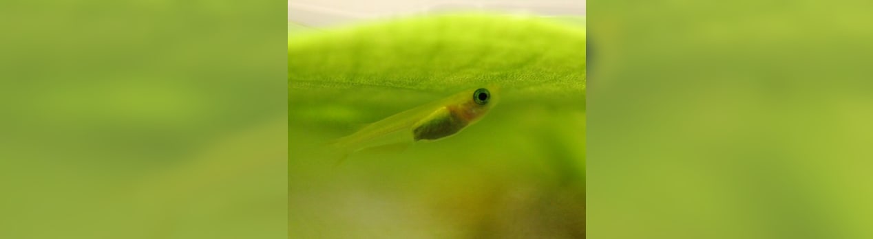 45cm水槽 楊貴妃メダカ 幼魚 の隠れ場所 睡蓮の千夜一夜 45cm水槽 楊貴妃メダカ 幼魚 の隠れ場所 睡蓮の千夜一夜