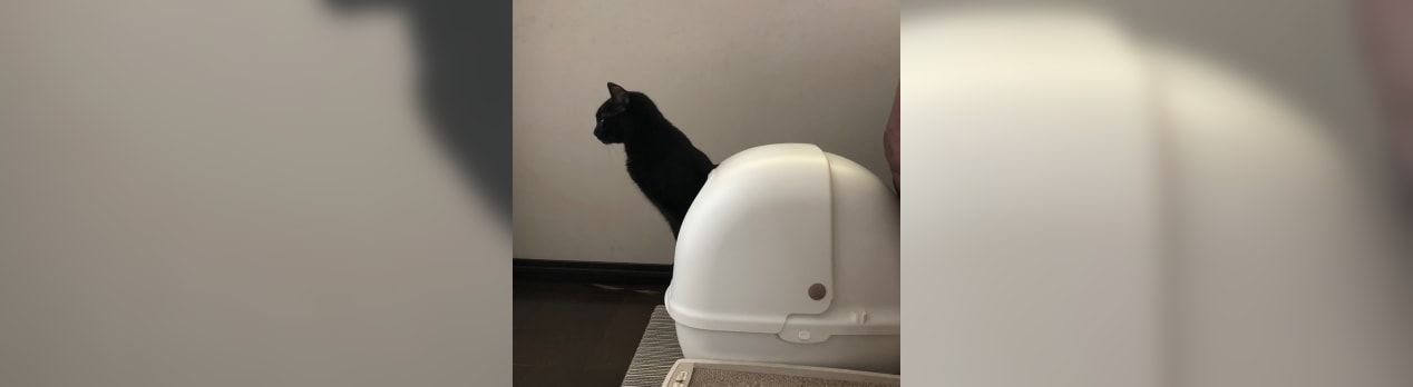 トイレからニョキっとな もじゃ男と黒い男の生活