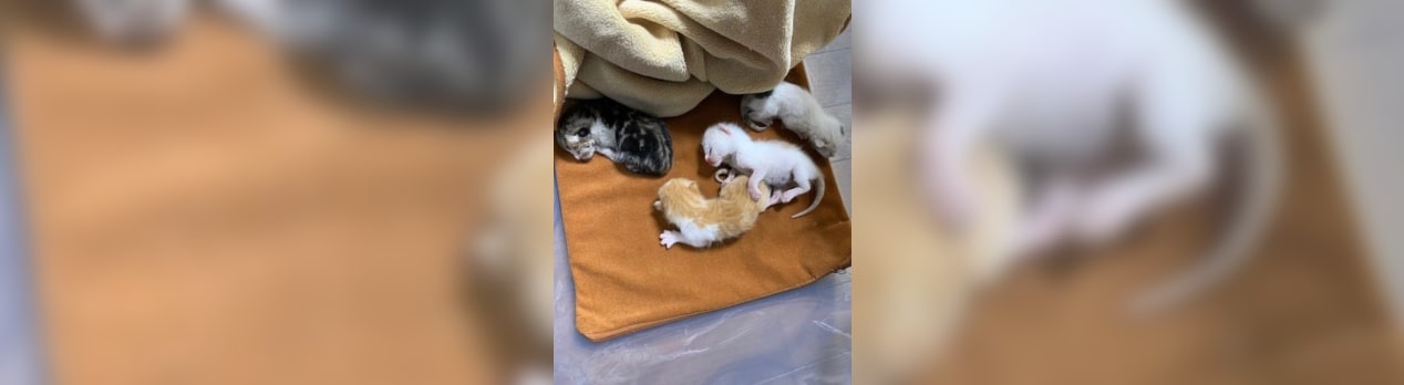 木に吊るされていた子猫 天に地に猫に