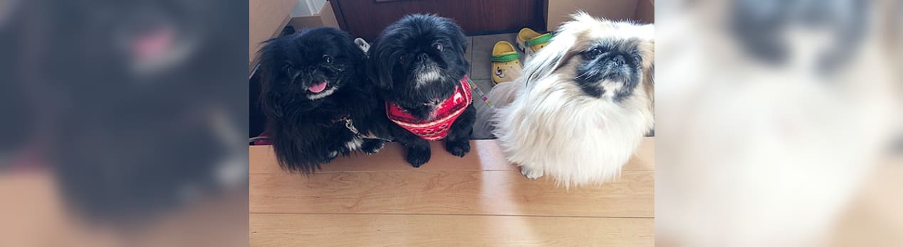 愛犬たちも寒さに負けず 日々是楽 Enjoy It Every Day 愛犬たちも寒さに負けず 日々是楽 Enjoy It Every Day