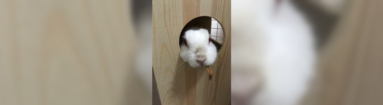 9歳をこえて ウサギのふくすけ