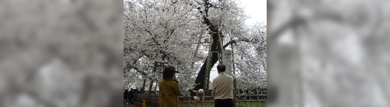 石戸蒲桜 北本市 ださいたま 埼玉 彩の国 エッセイ