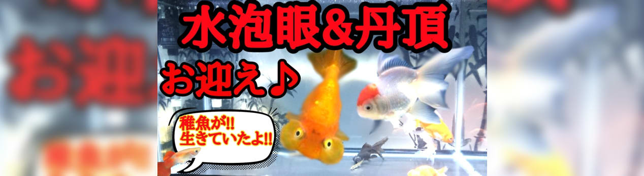 金魚水槽 水泡眼 丹頂をお迎え なんと稚魚が生きていた Gooブログはじめました