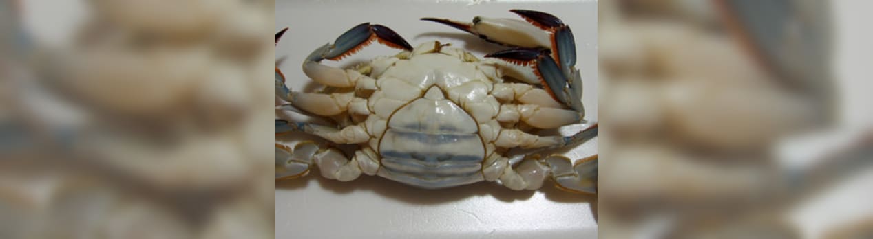 ワタリガニのメスを蒸す 寮管理人の呟き