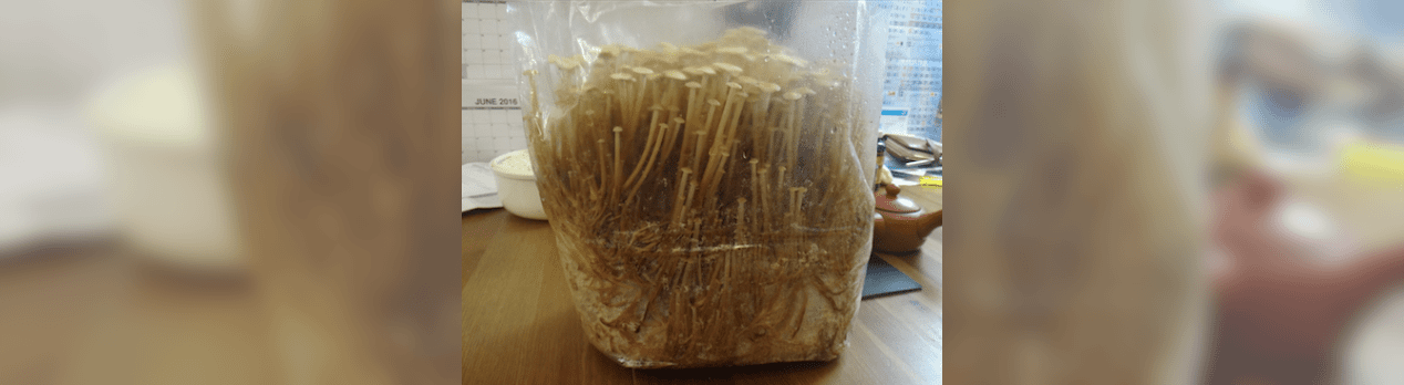春の食べ物といえば 書道教室 鵞苑塾 あなたの生活をより豊かにする書道 春の食べ物といえば 書道教室 鵞苑塾 あなたの生活をより豊かにする書道