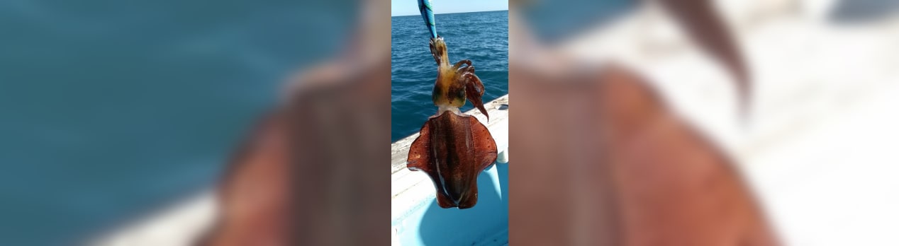 アオリイカ命 泰平丸 ウロコナイ釣行
