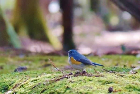 こんな身近で「幸せを呼ぶ青い鳥」に遭遇！・・・ルリビタキ