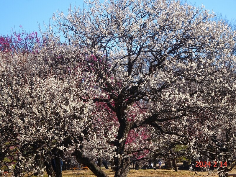 野川公園～鬼太郎ひろば～植物多様性センター（24.2.14） - 晴れ
