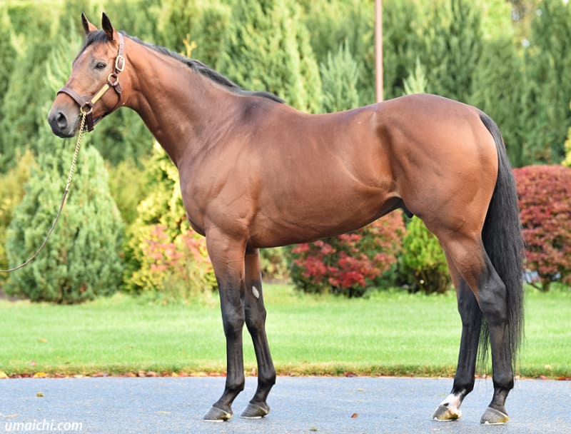 社台スタリオンステーション2002_種牡馬_ウマ娘いっぱい - メルカリ