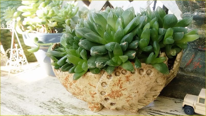 あ”--っ!多肉棚がーっ! - * m's small garden * <milky あ”--っ!多肉棚がーっ! - * m's small garden * <milky