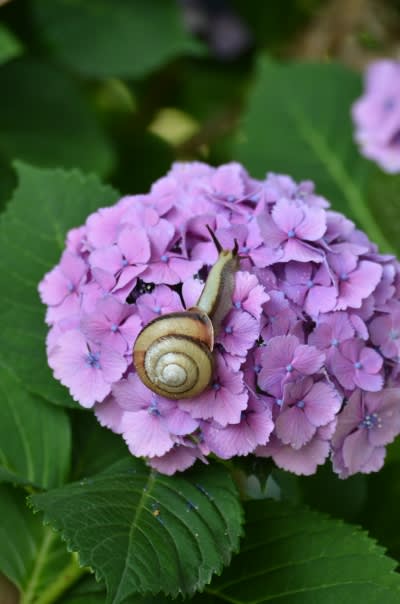 アジサイの花とカタツムリをパチリ! - 僕はびわ湖のカイツブリ アジサイの花とカタツムリをパチリ! - 僕はびわ湖のカイツブリ