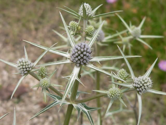 夏の花17：ルリタマアザミ - 田舎へ行ってご／見てご！
