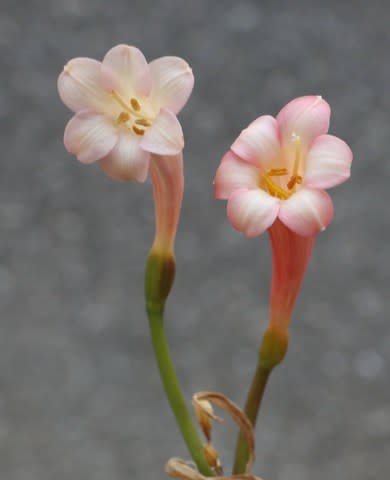キルタンサスです。 - クレマチスとベルと花々