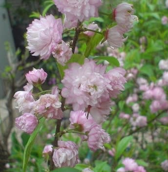 ピンクの花の木 ｇｏｒｏ ｓ 花 ｄｉａｒｙ