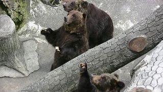 カドリー ドミニオン 南国の遊び部屋 カドリー ドミニオン 南国の遊び部屋