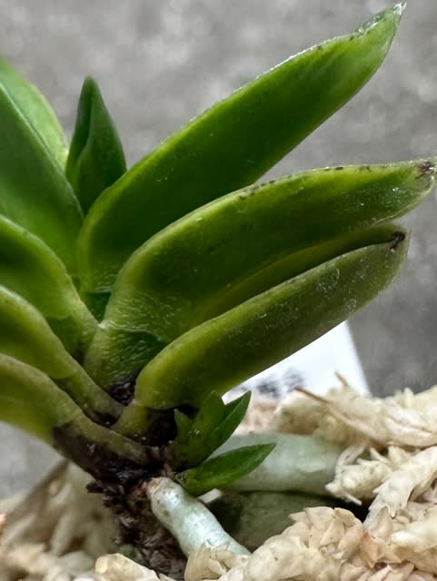 玉金剛縞 萌黄覆輪系 - 奥深い富貴蘭