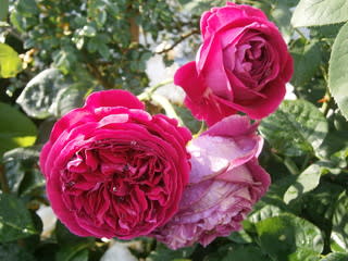 フォールスタッフ - 小さな森の薔薇 フォールスタッフ - 小さな森の薔薇