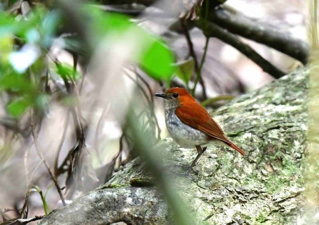 奄美大島紀行 その2 アカヒゲ ルリカケス リュウキュウキビタキ 奄美大島紀行 その2 アカヒゲ ルリカケス リュウキュウキビタキ