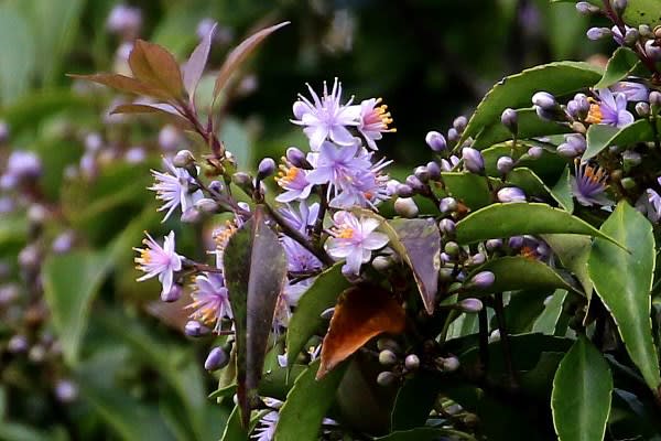 薄紫色の美しい花 アオバナハイノキ - 奄美自然観察記
