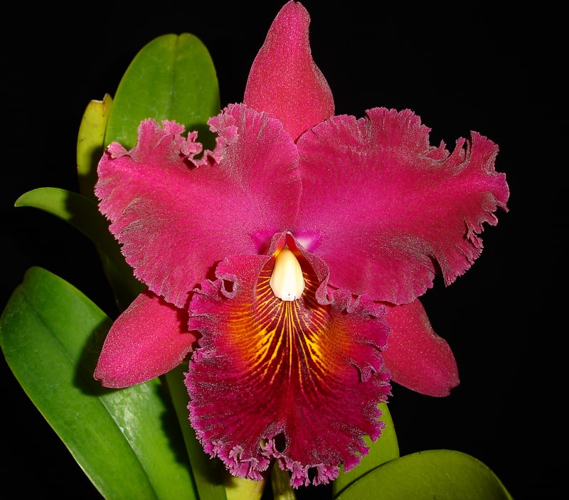 Rlc. Shinfong Unique'General #2' - カトログ !! ~ カトレヤ Rlc. Shinfong Unique'General #2' - カトログ !! ~ カトレヤ