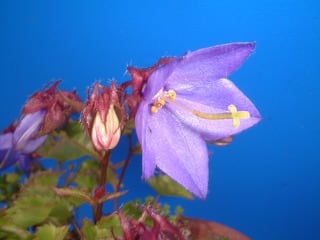 ✼ Kaorin様 専用 ✼ 花菖蒲 カーネーション 白詰草