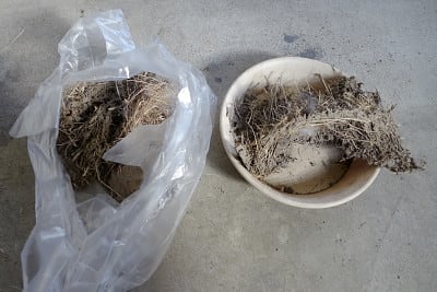 木にツバメの巣 | ニライカナイを目指して