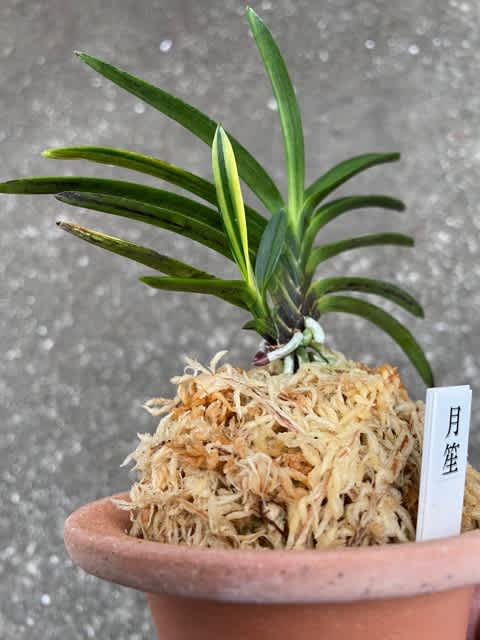 月笙冠❓ - 奥深い富貴蘭