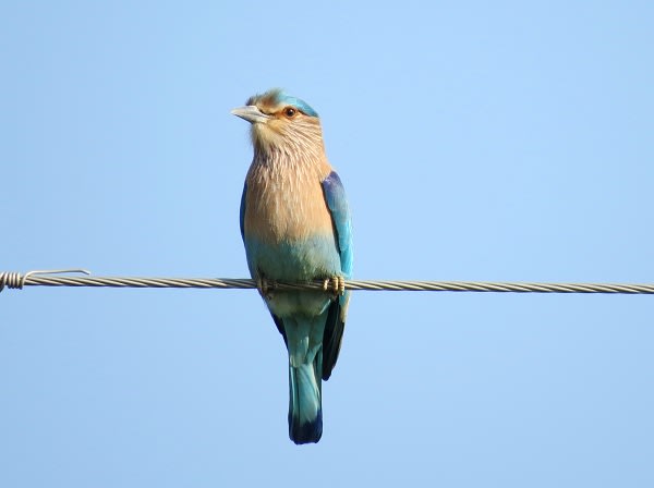インドブッポウソウ Indian Roller - 花鳥蝶風月 インドブッポウソウ Indian Roller - 花鳥蝶風月