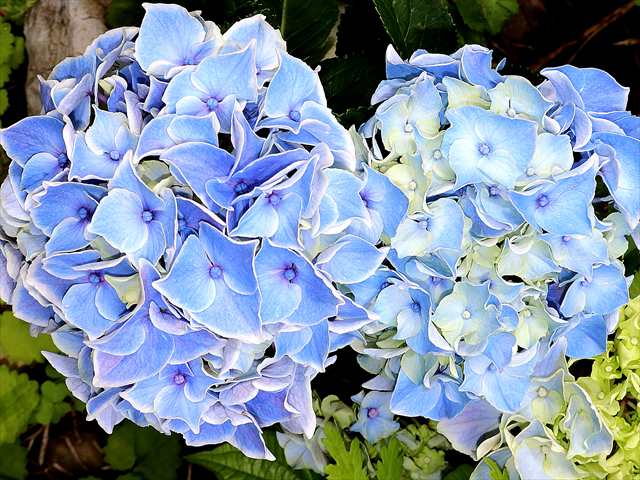 紫陽花を買いました♪ - gardening2