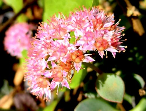 散歩途中での花達 ユリオプスデージー ミセバヤ オキザリス クロホオズキ 他 花と徒然なるままに