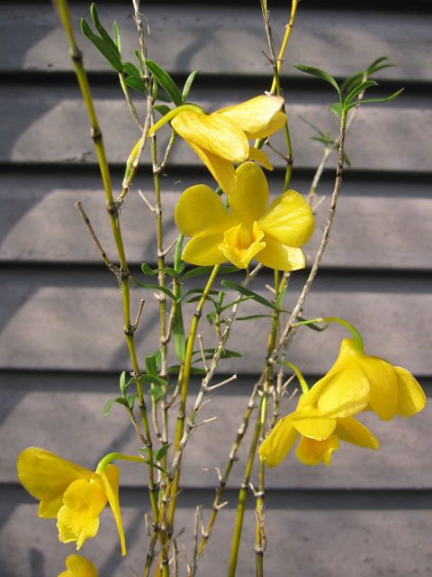 姫竹葉セッコク Den. hancockii - 蘭すきです 開花記録 姫竹葉セッコク Den. hancockii - 蘭すきです 開花記録