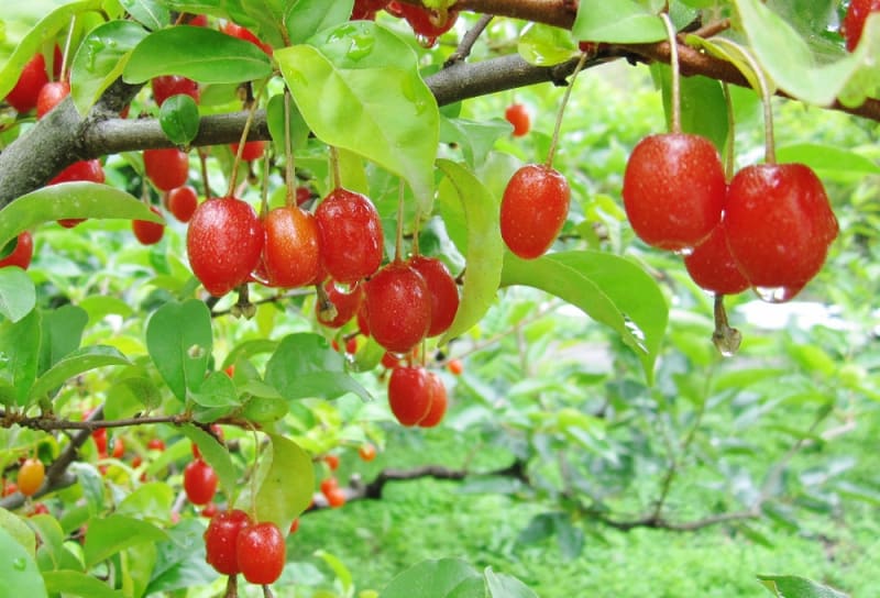グミ(茱萸)」 グミ科 - ひげ爺さんのお散歩日記-2 グミ(茱萸)」 グミ科 - ひげ爺さんのお散歩日記-2