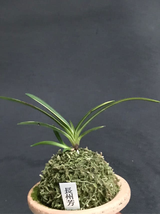 長州芳】 | 富貴蘭を楽しんでブログ
