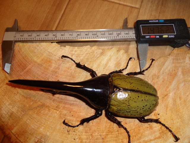 DHHヘラクレスオオカブトの羽化 - 愛・里山 ～クワガタ