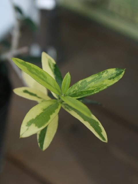 斑入りオリーブ - 観葉植物